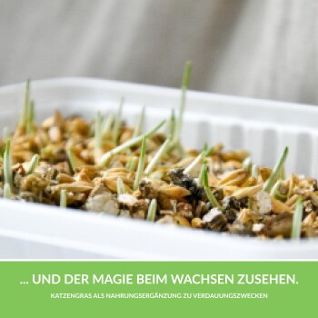 GimCat Katzengras 150g