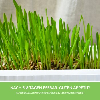 GimCat Katzengras 150g