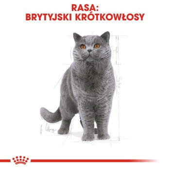 ROYAL CANIN British Shorthair Adult 4 kg