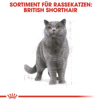 ROYAL CANIN British Shorthair Adult 4 kg