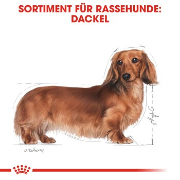 ROYAL CANIN Dachshund Adult 1,5 kg