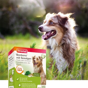 Beaphar Haut- und Fellkur Bonbons 245g mit Seealgen
