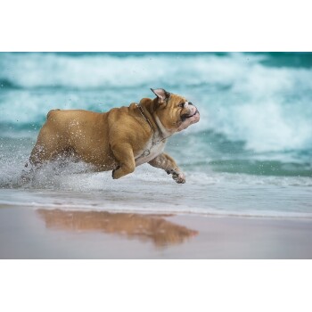 Mooiza Pet Biotic Pro