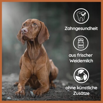 Wildfang Kaukäse - Hartkäse Kaustab XXS 1 Stück