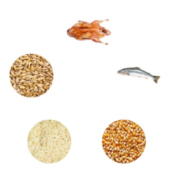 Dr John Ente und Lachs 2 kg