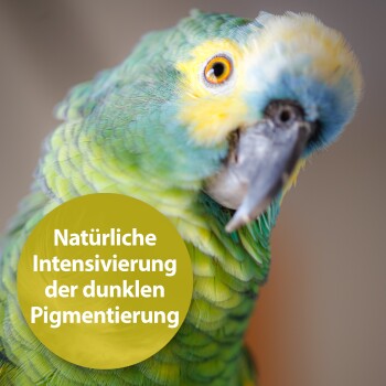 Quiko Seealgenmehl 400 g: Für Ziervögel mit dunklen Pigmentierungen