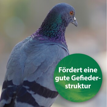 Quiko Spirulina 500 g