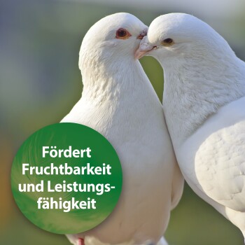 Quiko Vitaminkalk 1.000 g: Mineralien für Ziervögel