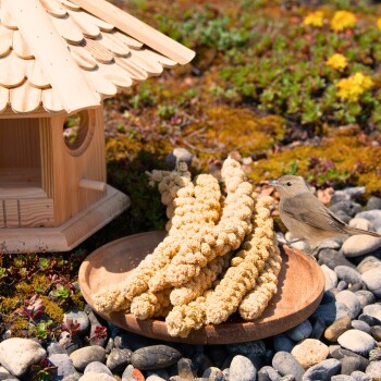 Lyra Pet Kolbenhirse gelb 3 kg