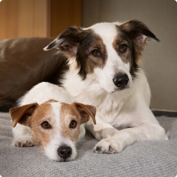 SELECT GOLD Complete Mini Senior Huhn 1 kg